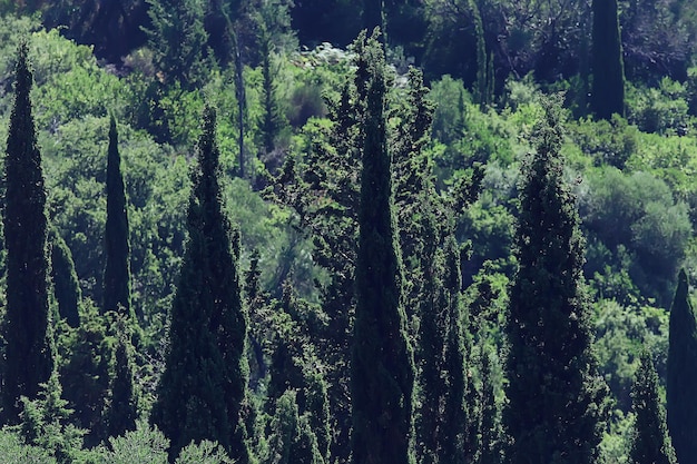 cyprès paysage grèce vue panoramique été météo vacances