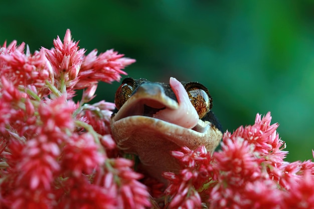 Cyrtodactylus Irianjayaensis visage gros plan