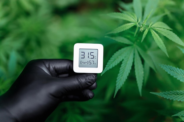 Ð¡oncept de cultiver du cannabis médicinal à l'intérieur et de mesurer l'indicateur d'humidité avec un hygromètre. Buisson de cannabis médicinal ou de marijuana