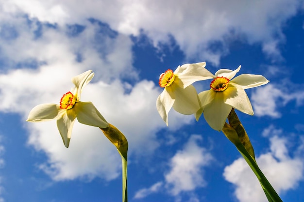 Des daffodils aux yeux de faisans fleurissent d'en bas et un ciel bleu
