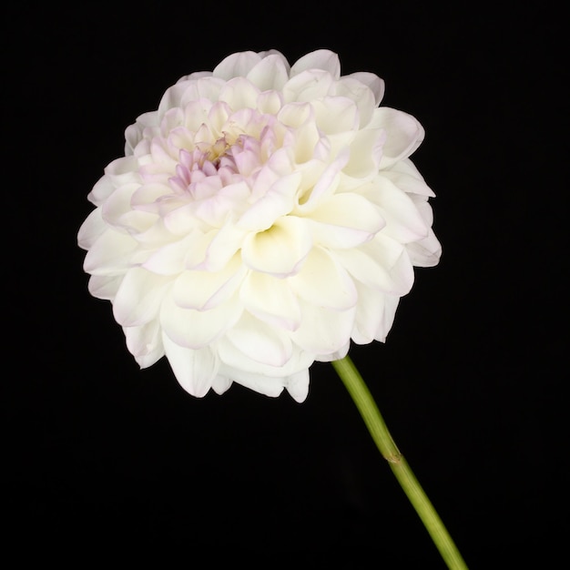 Dahlia blanc isolé sur noir