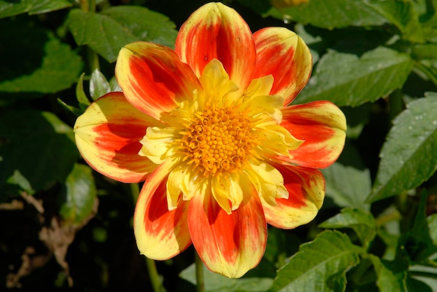 Dahlia Dahlia hybride