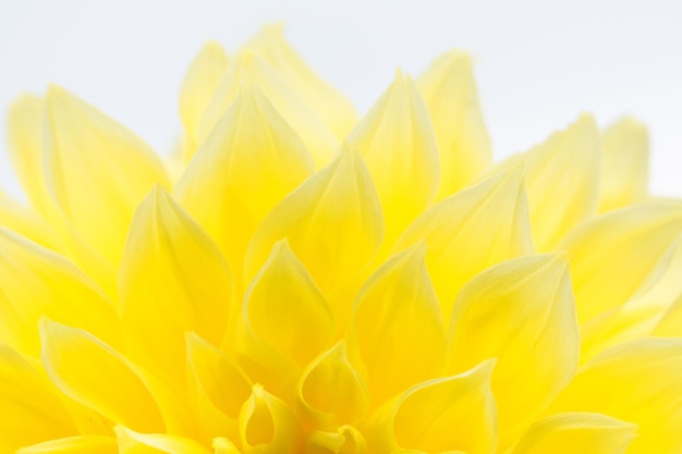 Le dahlia est une fleur jaune vif. Fond naturel, texture abstraite.