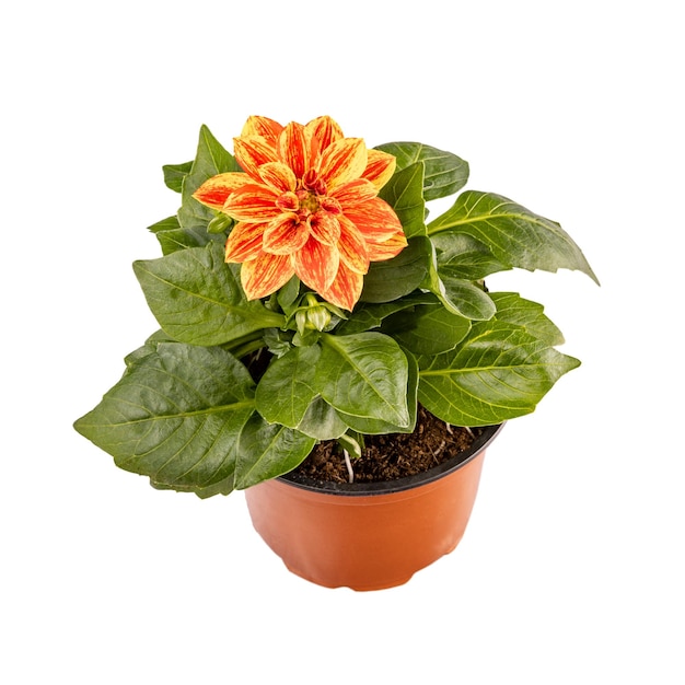 Dahlia fleur d'oranger dans un pot