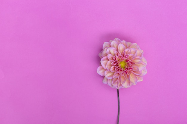 Dahlia fleur rose sur fond violet copyspace