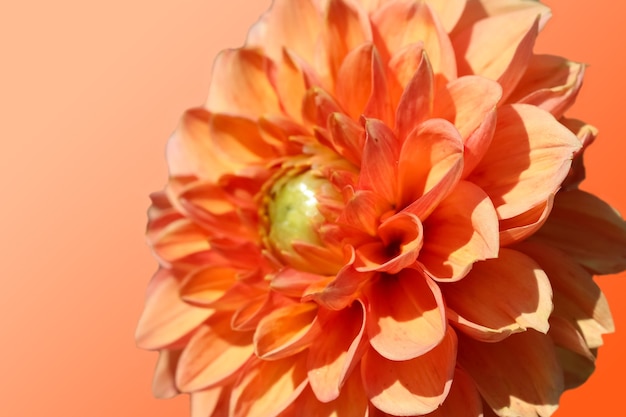 Dahlia orange isolé sur fond orange