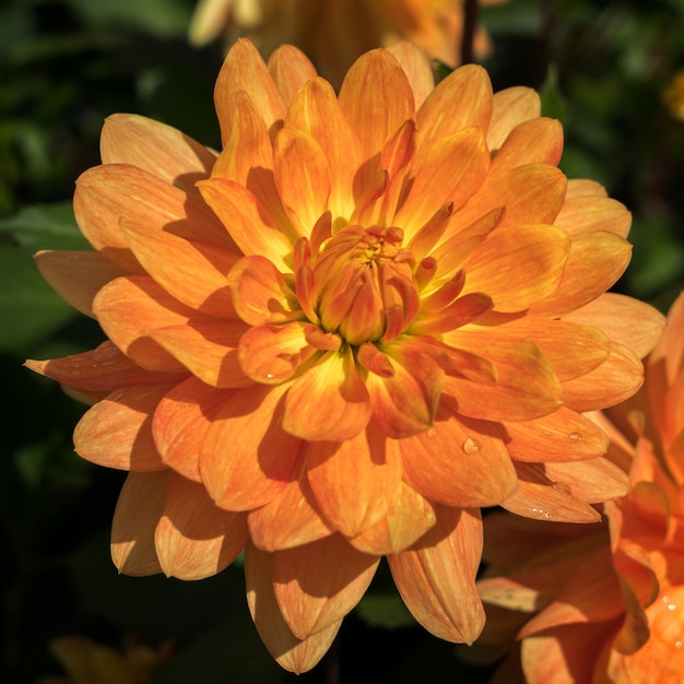 Dahlia orange en pleine floraison