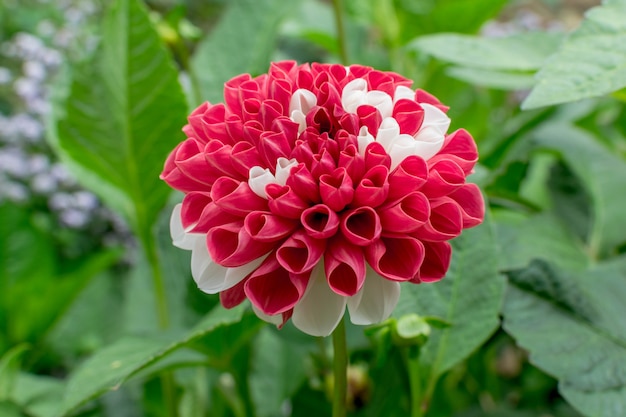 dahlia pinnata fleur en rouge et blanc