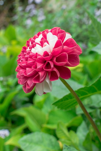 dahlia pinnata fleur en rouge et blanc