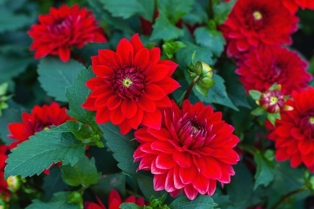 Dahlia pinnata fleurs rouges dans le jardin d'automne, stock photo