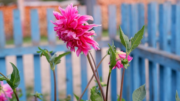 Dahlia rose dans le jardin Têtes de fleurs pétales hérissés fleurissant à la fin de l'été et à l'automne