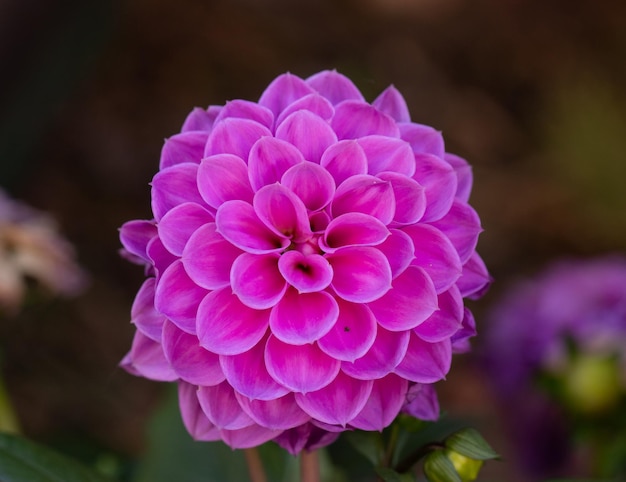 dahlia rose dans mon jardin en été