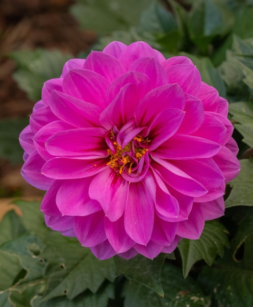 dahlia rose dans mon jardin en été