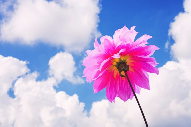 Dahlia rose dans la nature du ciel bleu et des nuages