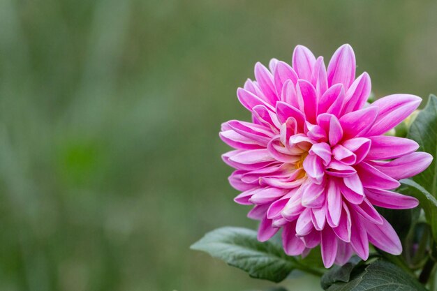 Dahlia rose sur fond flou vert