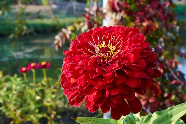 Dahlia rouge dans le parc