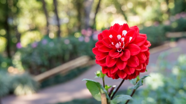 Dahlia rouge fleur dans le jardin.