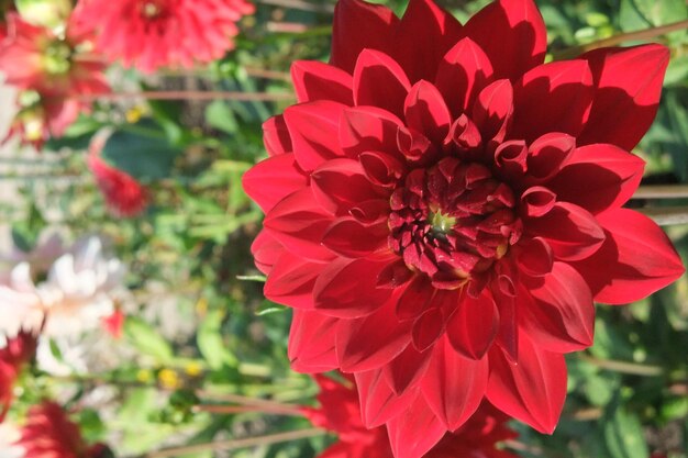 Photo des dahlias en allemagne