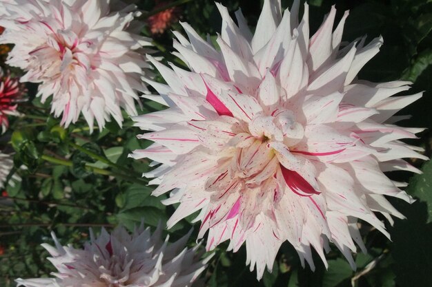 Photo des dahlias en allemagne