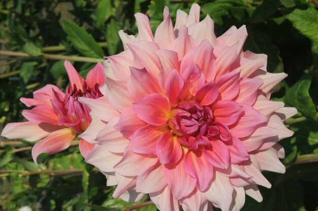 Photo des dahlias en allemagne