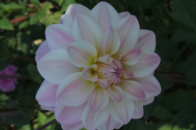 Photo des dahlias en allemagne