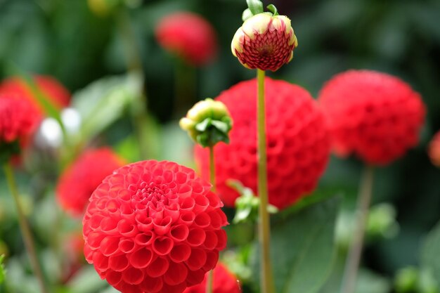 Photo des dahlias en allemagne