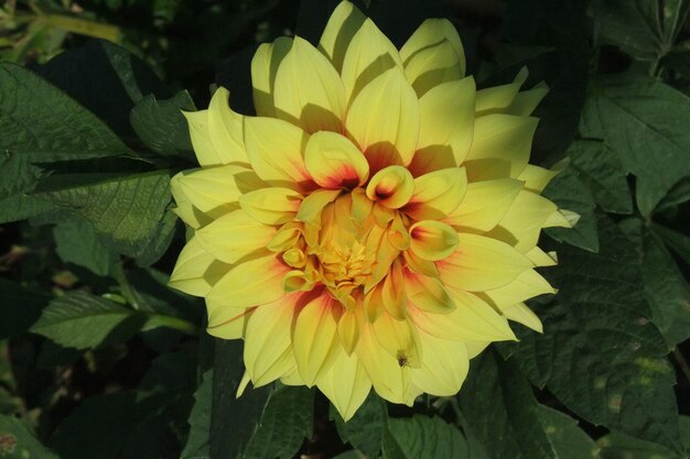 Photo des dahlias en allemagne