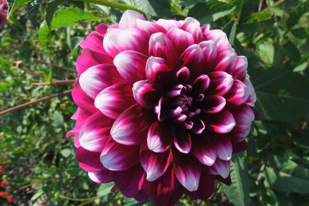 Photo des dahlias en allemagne