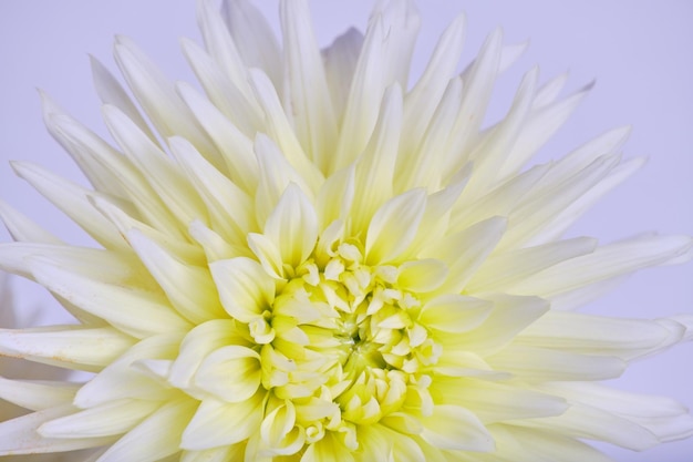 Dahlias blancs bouchent fond clair