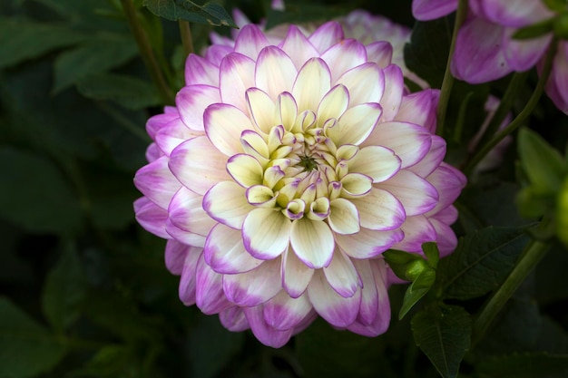 Dahlias blancs-roses en fleurs délicates sur fond naturel. Floriculture, aménagement paysager.