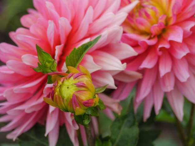 Des dahlias dans le jardin