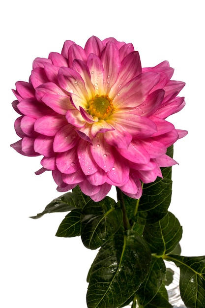 Dahlias fleurs sur fond blanc