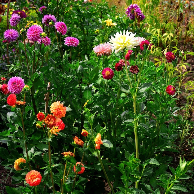 Dahlias de fleurs magnifiques sur les parterres de fleurs colorés du jardin