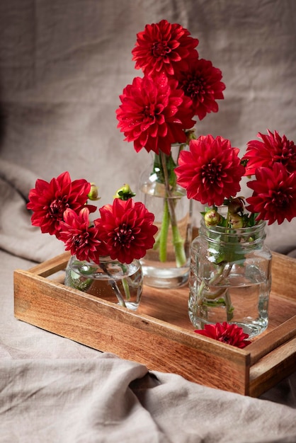 Dahlias de fleurs rouges étonnantes