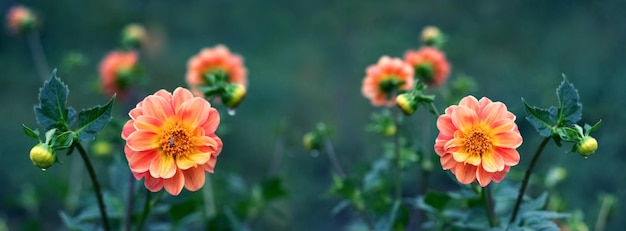 Dahlias orange dans le jardin sur fond vert foncé