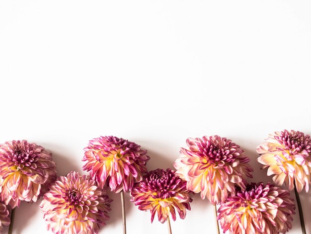 Dahlias pêche et rose sur fond blanc. Vue de dessus. espace de copie