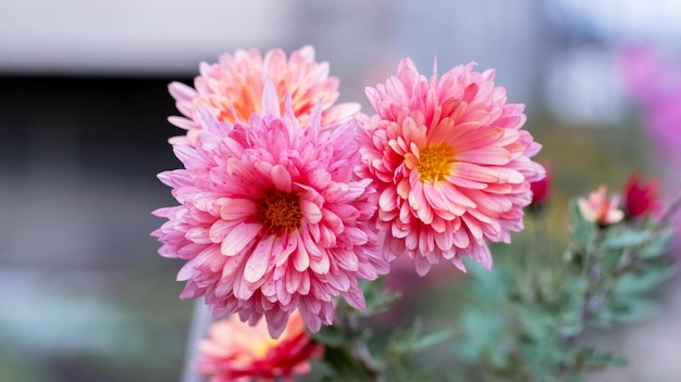 Dahlias roses dans le jardin sur un arrière-plan flou en automne