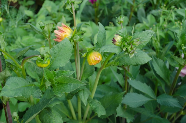 Dahlias vert buisson