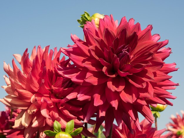 Photo les dahlias en westphalie