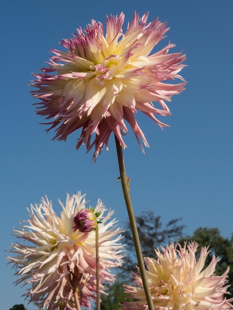 Photo les dahlias en westphalie