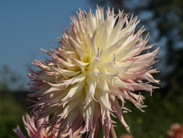 Photo les dahlias en westphalie