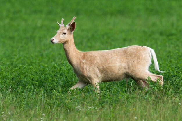 Daim blanc dama dama étant pressé pendant le pâturage sur champ de trèfle