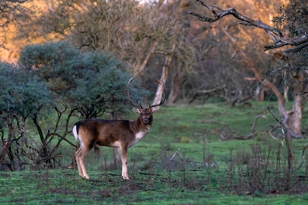 Le daim (Dama dama) en rut dans la forêt