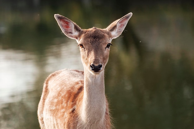 Daim européen biche au bord de l'eau