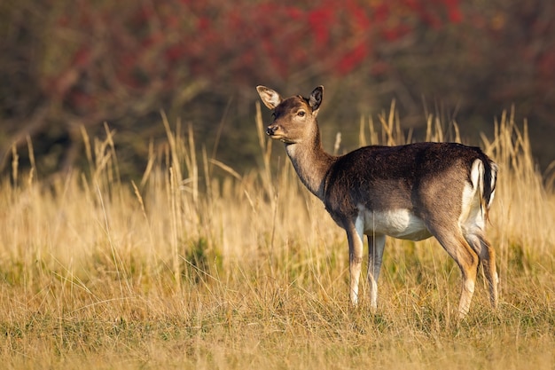 Daim mignon biche à côté sur une prairie en automne nature