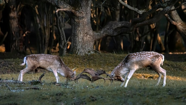 Daims (Dama dama) combats pendant la saison du rut