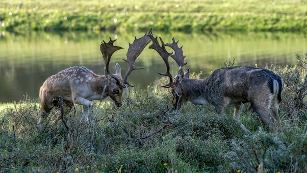 Daims (Dama dama) combats pendant la saison du rut