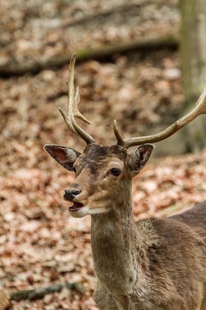 Daims en forêt