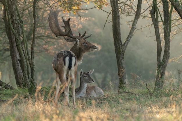 Photo daims mâles (dama dama) en période de rut