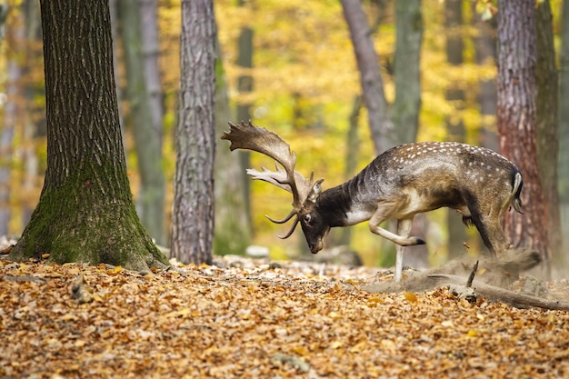 Daims marquant le territoire dans la forêt de couleur en automne